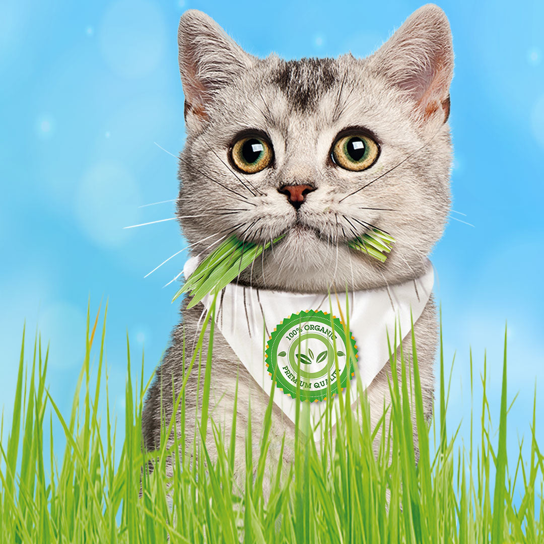 Kit para Siembra de Pasto Gatuno